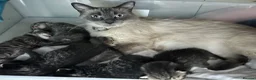 Ragdoll cats for sale: Half ragdoll half bengal kittens ready to reserve  - Advert 1