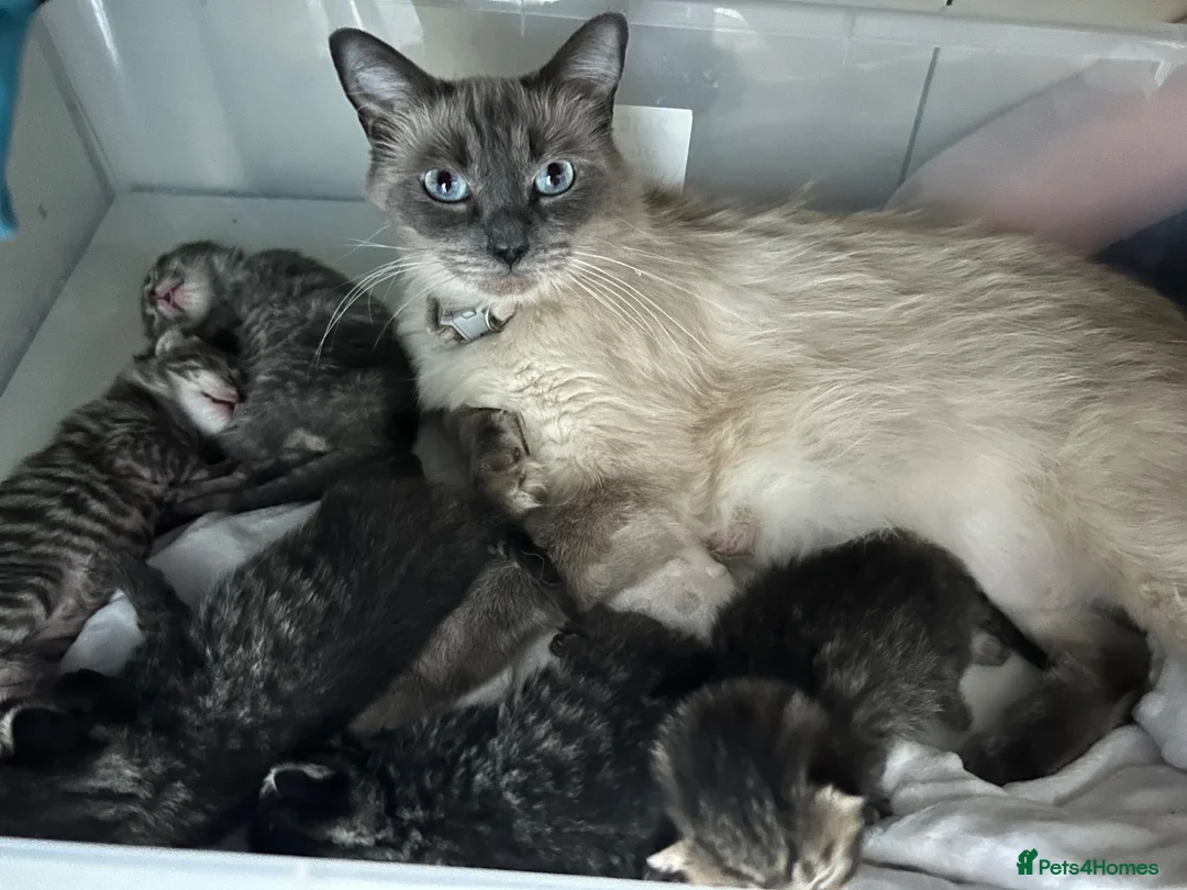 Ragdoll cats for sale: Half ragdoll half bengal kittens ready to reserve  - Advert 1