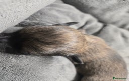 Pomchi dogs for sale: Gorgeous pomchi puppies  - Image 16