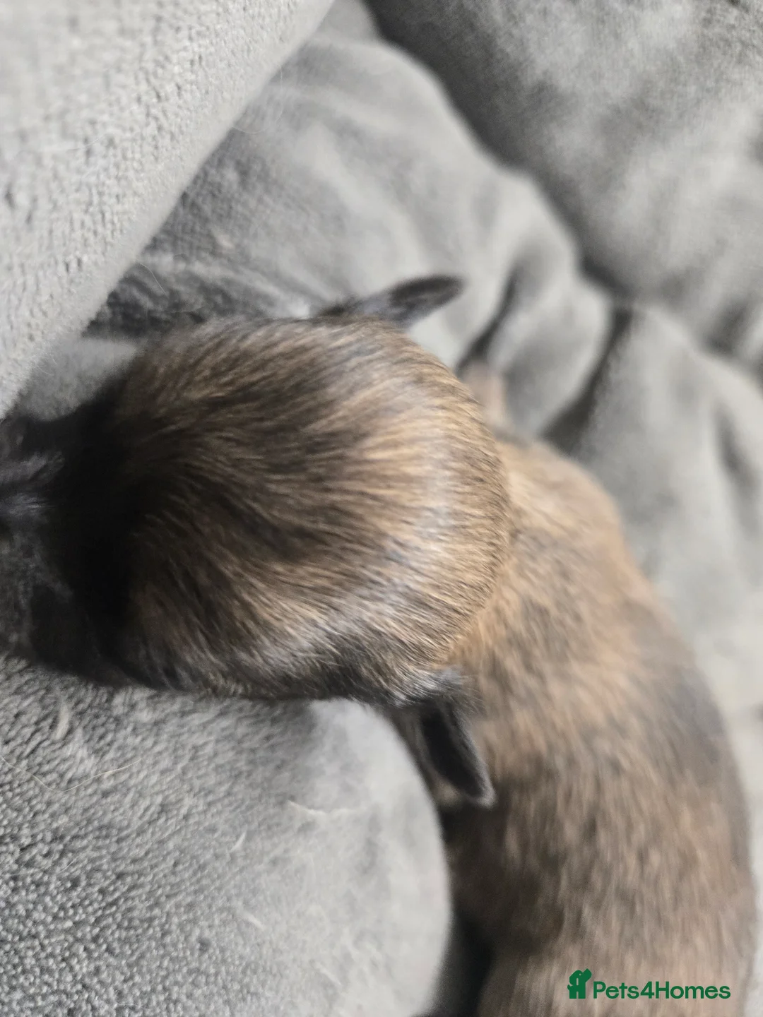 Pomchi dogs for sale: Gorgeous pomchi puppies  - Advert 17