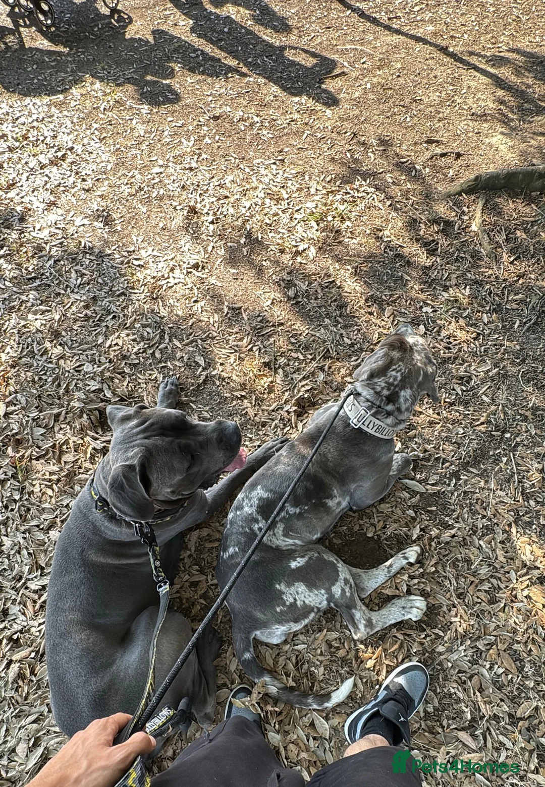 Cane Corso dogs for sale: Cane corso puppy's born 12th October - Advert 17