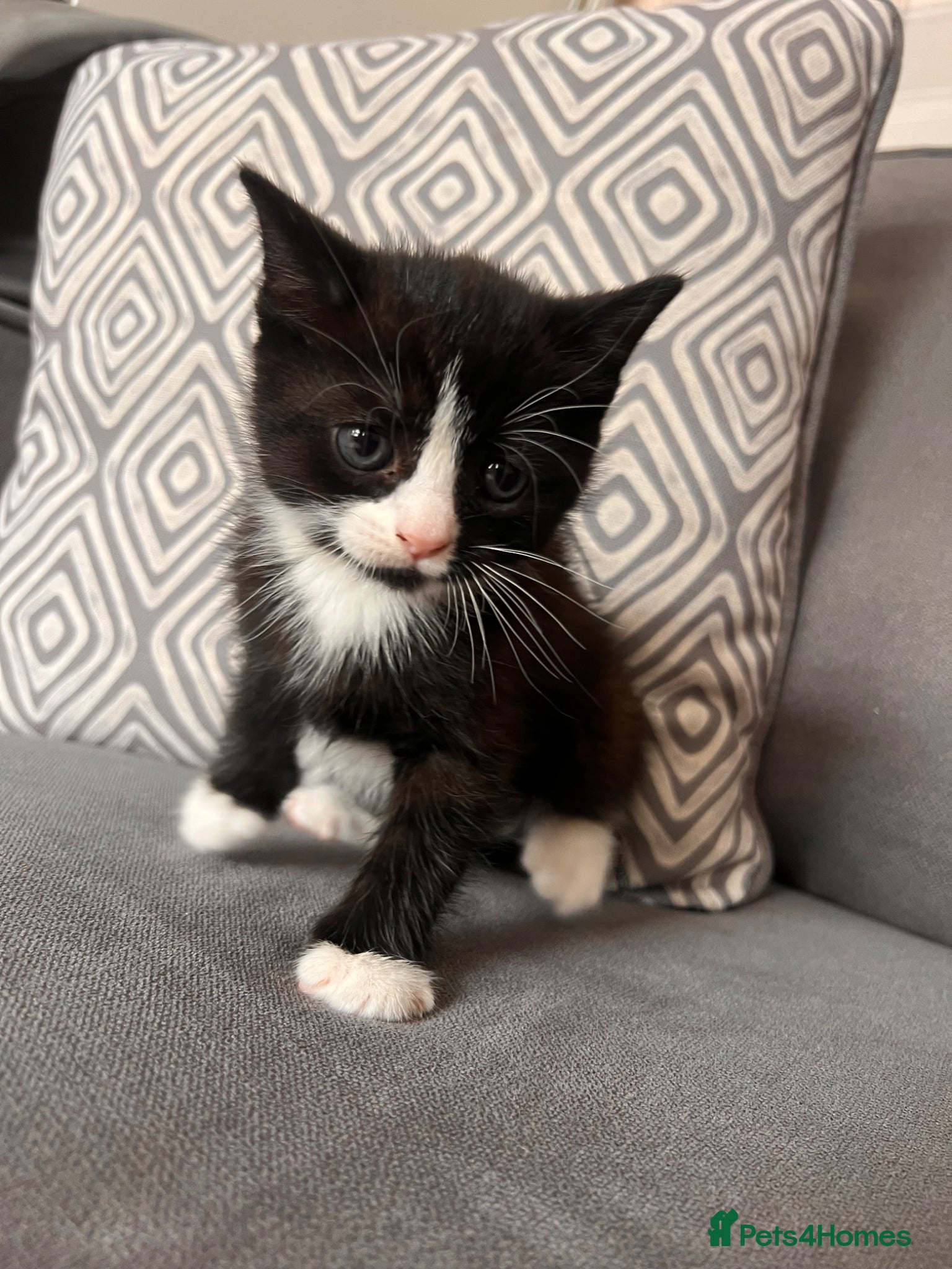 Scottish Fold cats for sale: Scottish and brittish kittens in Wigston - Advert 6