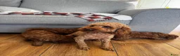 Toy Poodle dogs for sale: Beautiful Toy Poodle Puppies All Red Boys in Hoddesdon - Advert 16