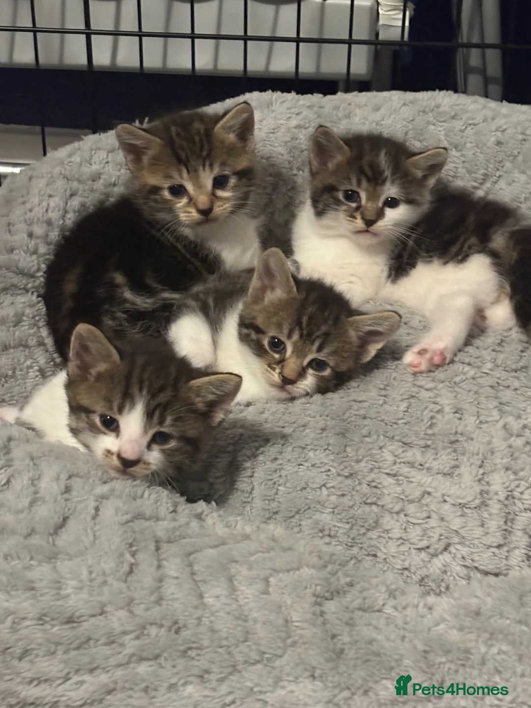 Mixed Breed cats for sale: 3 gorgeous boy kittens for sale  - Advert 1