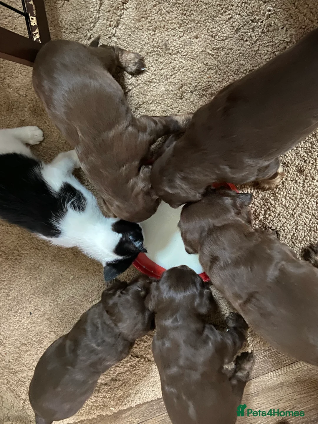 Cocker Spaniel dogs for sale: Tri chocolate  colour cocker spaniel puppies  - Advert 23