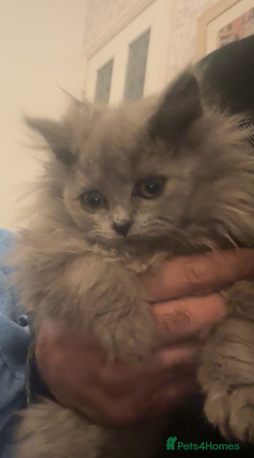 British Longhair cats for sale: Adorable British Longhair Kittens Ready Now! - Advert 6