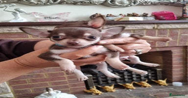 Chihuahua dogs - Advert 13