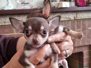 Chihuahua dogs - Advert 2