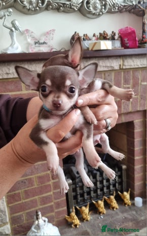 Chihuahua dogs - Advert 1