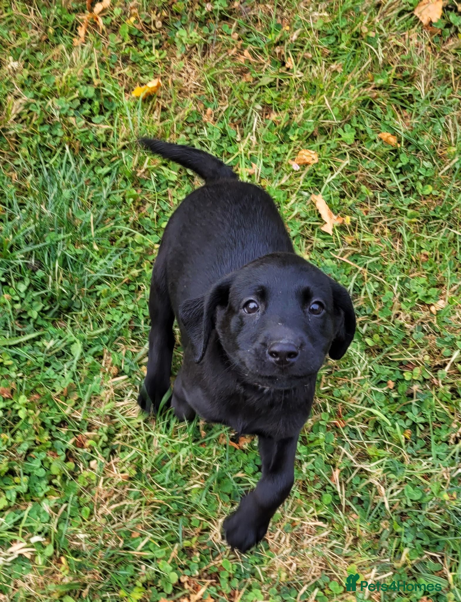 Labrador Retriever dogs READY FOR NEW HOMES NOW-KC Reg Black Labrador Pups - Advert 15