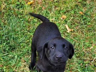 Labrador Retriever dogs READY FOR NEW HOMES NOW-KC Reg Black Labrador Pups - Advert 15