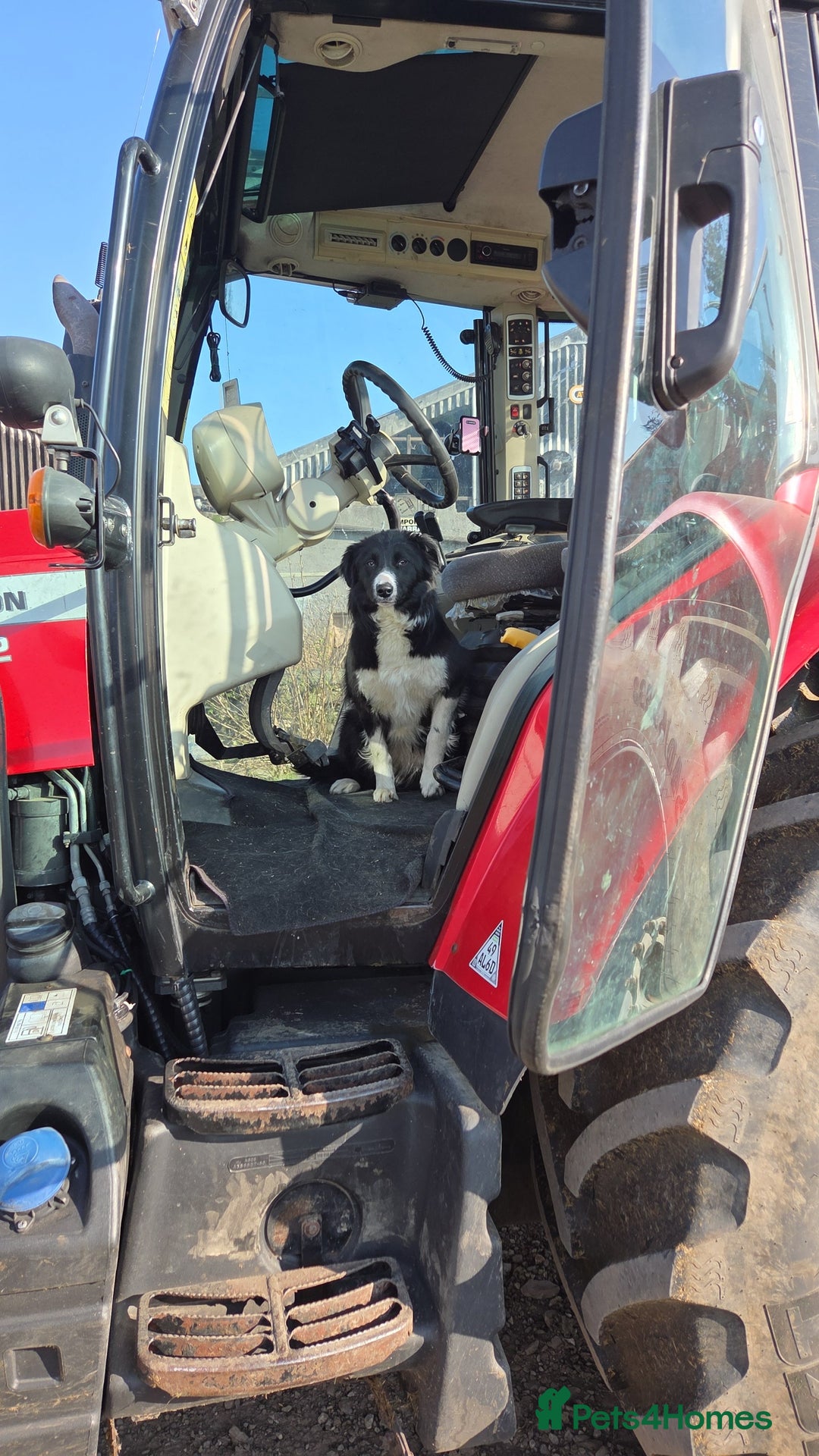 Border Collie dogs for sale: Border collie  - Image 1