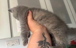 British Shorthair cats for sale: Stunning GCCF registered British shorthair kittens - Image 13