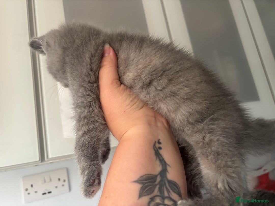 British Shorthair cats for sale: Stunning GCCF registered British shorthair kittens - Image 13