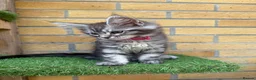 Maine Coon cats for sale: Black smoke Maine coon kittens champion blood line - Advert 13