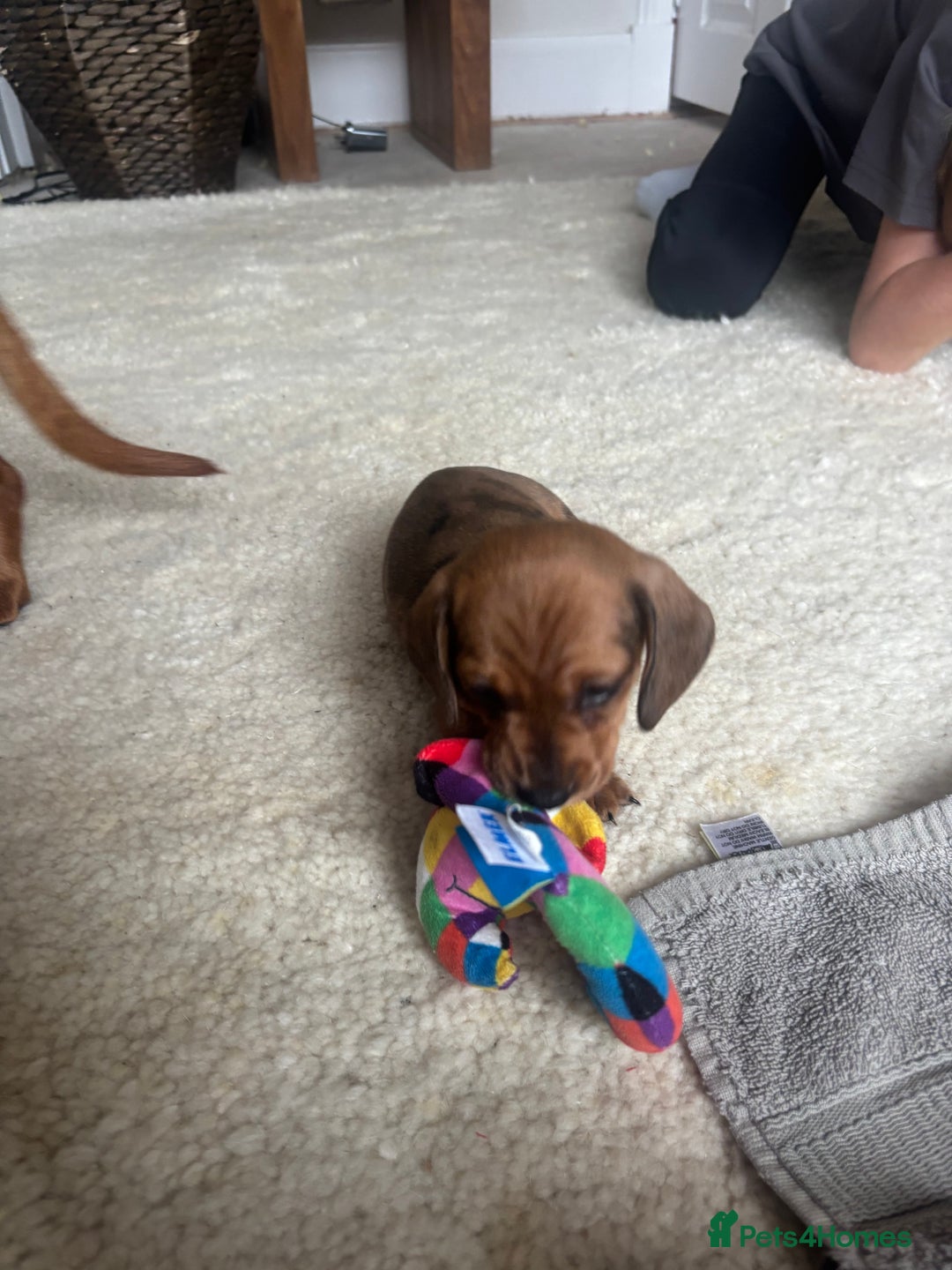 Miniature Dachshund dogs for sale: Miniature smoothed haired dachshund  - Image 6