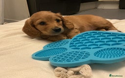 Miniature Dachshund dogs for sale: REDUCED!! Only one long hair miniature girl left!  in Sudbury - Image 18
