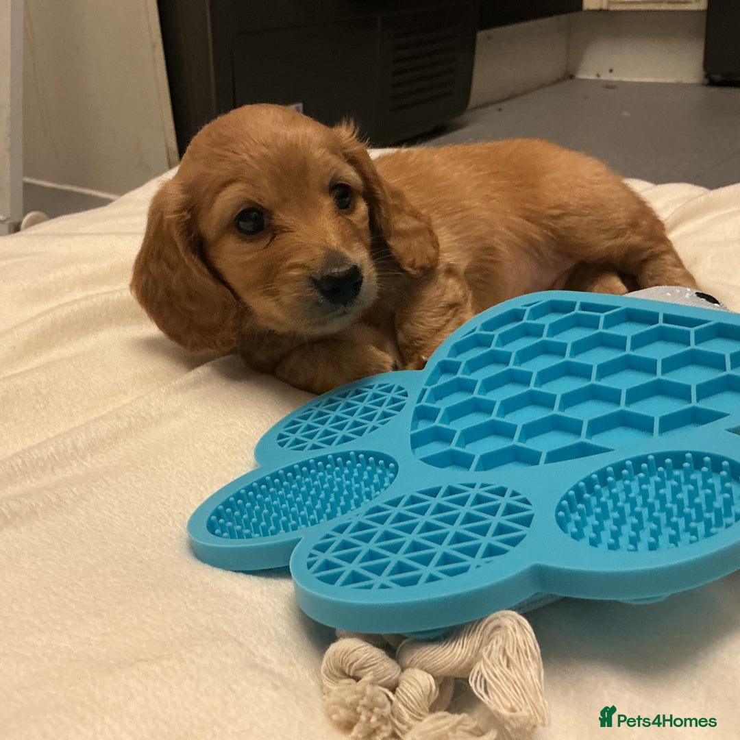 Miniature Dachshund dogs for sale: REDUCED!! Only one long hair miniature girl left!  in Sudbury - Image 18