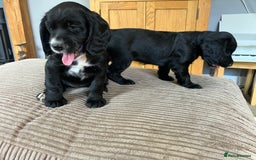 Cocker Spaniel dogs for sale: Working cocker spaniel pups  - Image 7