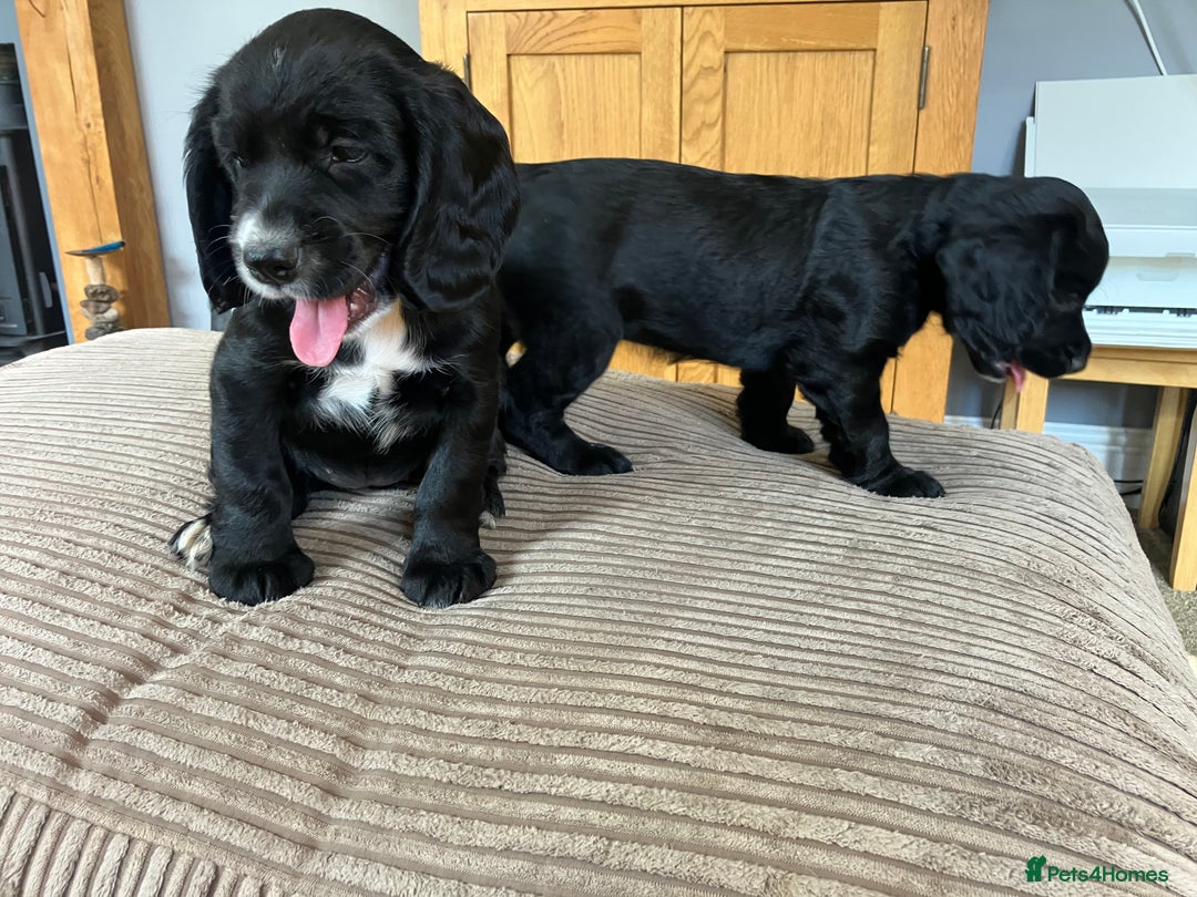 Cocker Spaniel dogs for sale: Working cocker spaniel pups  - Image 7