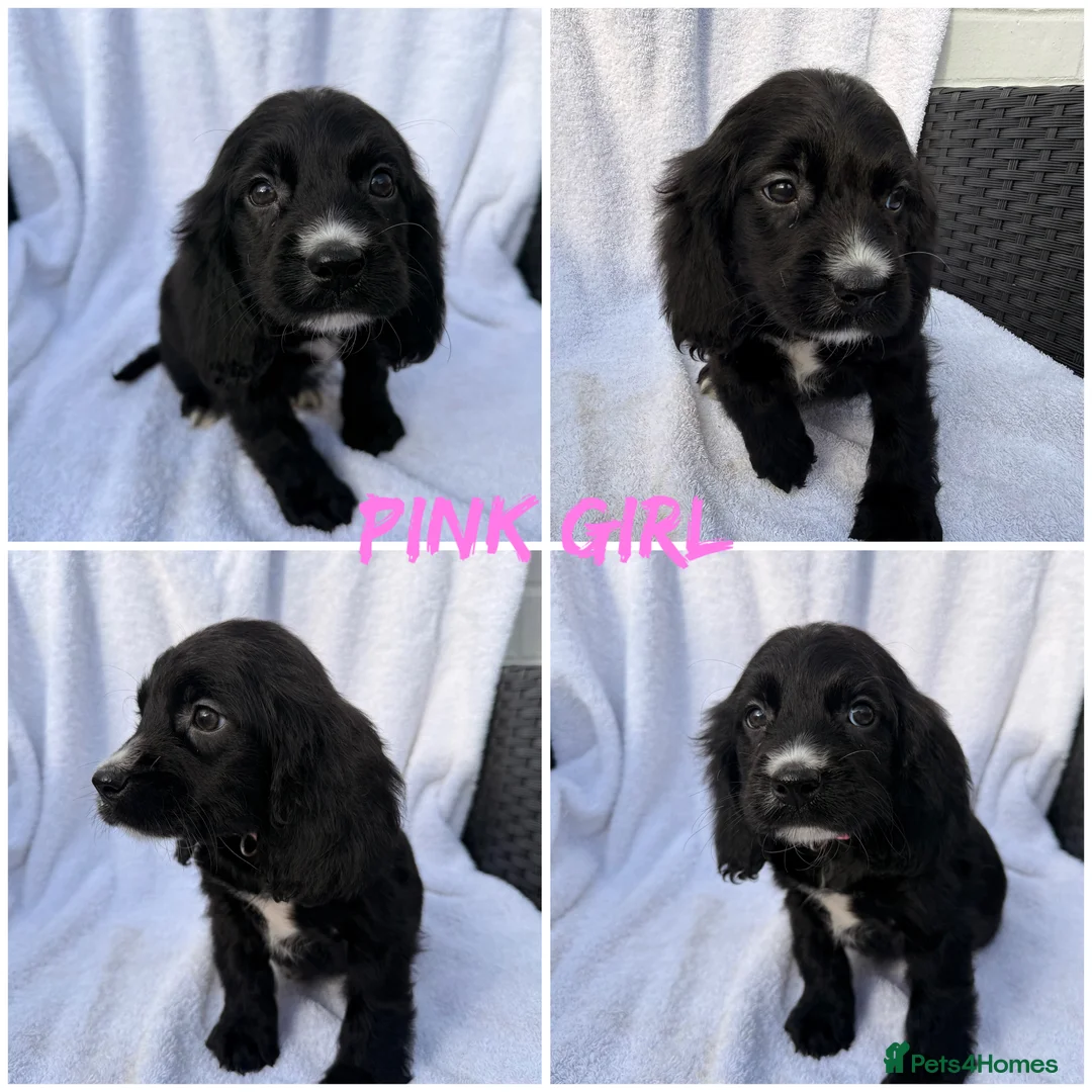 Cocker Spaniel dogs for sale: ⭐️READY TO LEAVE 05/02/26⭐️ - Advert 6