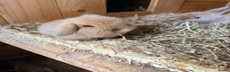 Mini Lop rabbits for sale: Two mini lop rabbits for sale  in Worksop - Advert 2