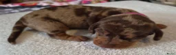 Miniature Dachshund dogs for sale: Miniature Dachshunds (short-haired) - Advert 28