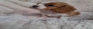 Cavalier King Charles Spaniel Puppy 2