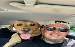 Labrador Retriever dogs for sale: My boy Lenny  - Image 27