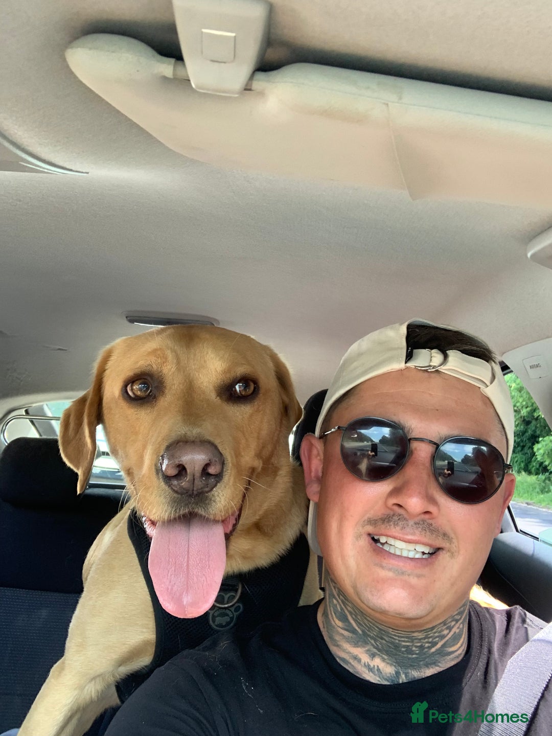 Labrador Retriever dogs for sale: My boy Lenny  - Image 27