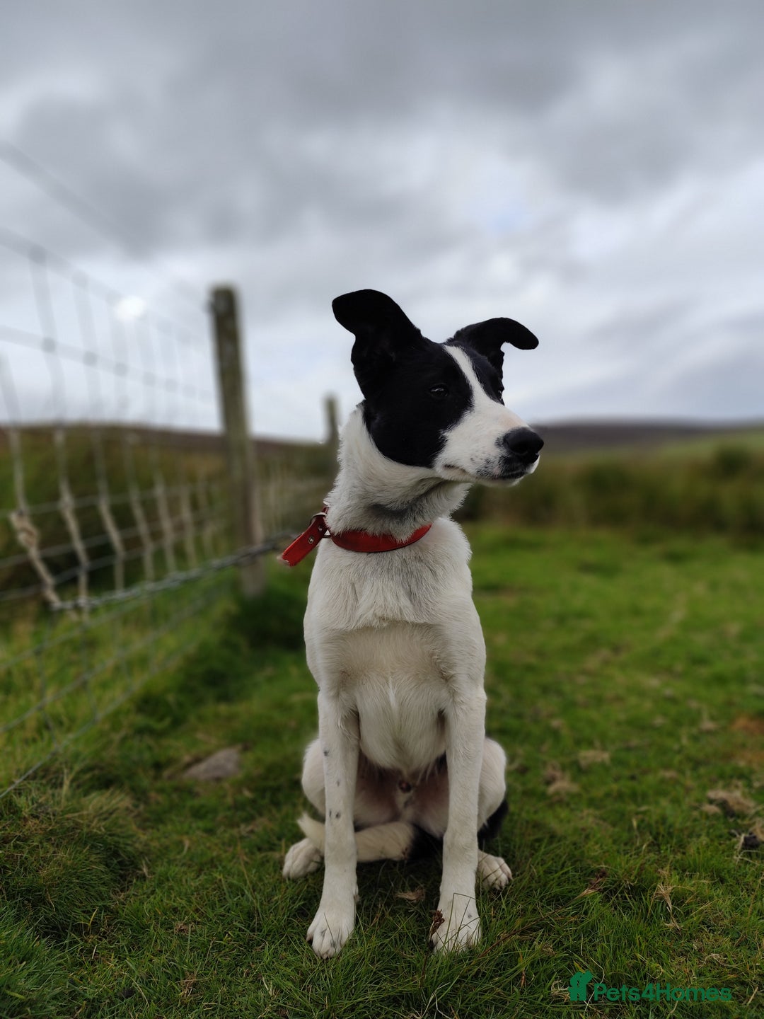 Border Collie dogs for sale: 10 months old male border collie - Image 3