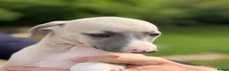 Whippet dogs for sale: Exceptional KC BITCH Whippet puppy  - Advert 3