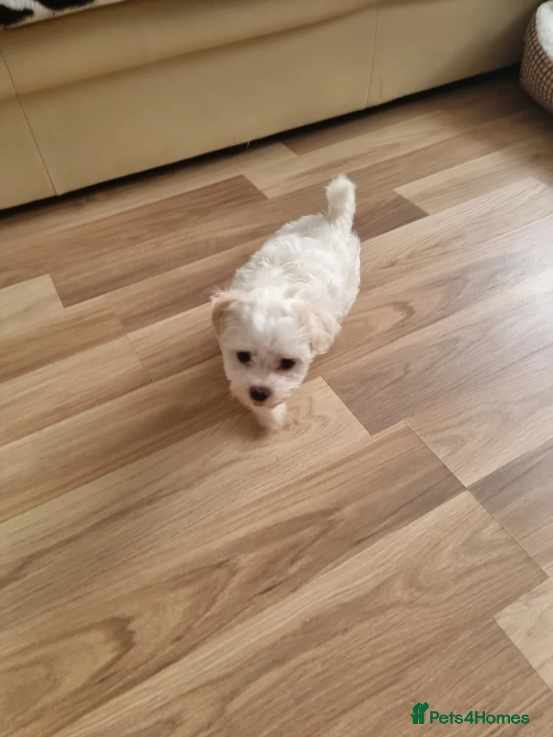 Bichon Frise dogs for sale: Bichon Frise❤️❤️🩵🩵🩵 - Advert 6