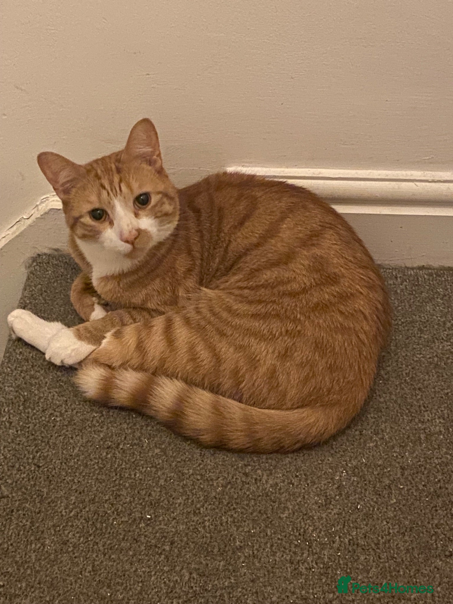 Mixed Breed cats Two cats need rehoming - Advert 12