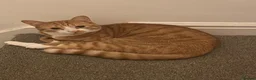 Mixed Breed cats for sale: Two cats need rehoming - Advert 1