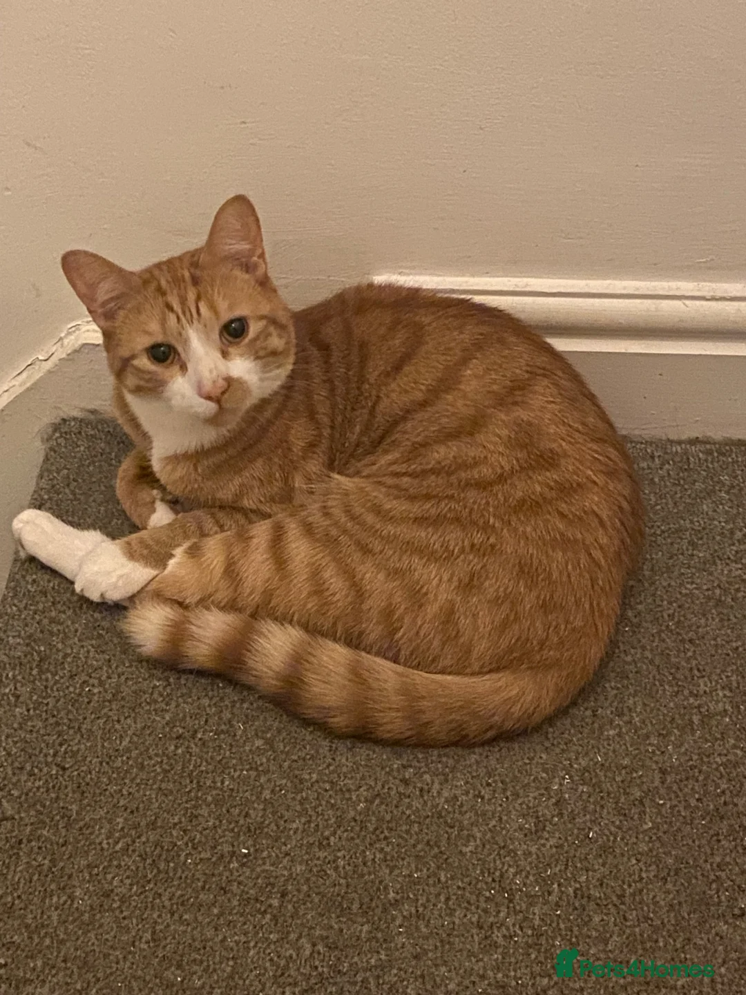 Mixed Breed cats for sale: Two cats need rehoming - Advert 1