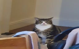 Domestic Shorthair cats for sale: Friendly Indoor & Outdoor Cat for new home - Image 4
