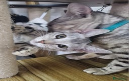 Bengal cats for sale: READY REDUCED TICA Genetic/Health Tested Bengals - Image 26