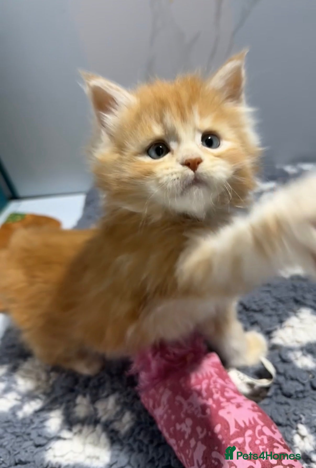 Maine Coon cats Big chunky Russian bloodline kittens - Advert 9