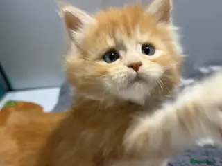 Maine Coon cats Big chunky Russian bloodline kittens - Advert 9