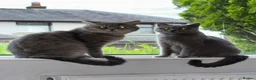 British Shorthair cats for sale: 5 beautiful British Shorthair females in Chorley - Advert 2