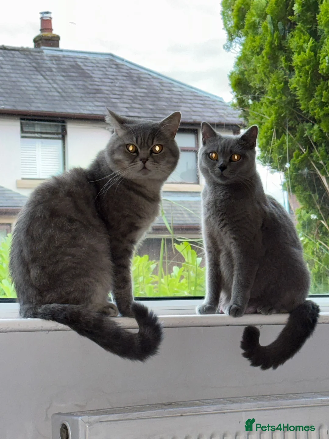 British Shorthair cats for sale: 5 beautiful British Shorthair females in Chorley - Advert 2
