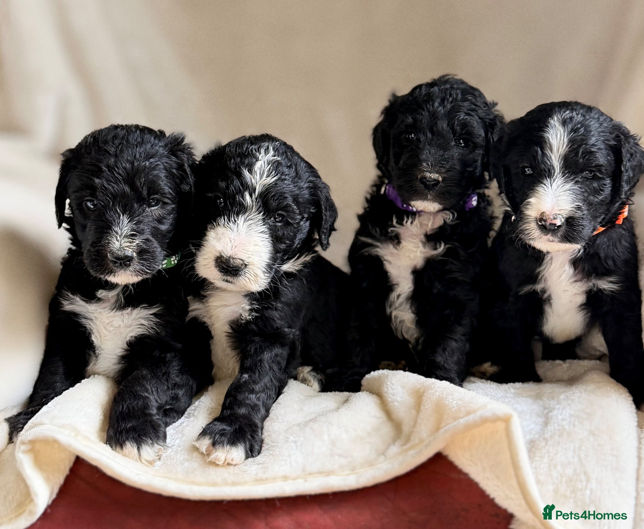 Sheepadoodle dogs F1 Sheepadoodle Puppies🤍 - Advert 3