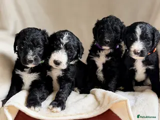 Sheepadoodle dogs F1 Sheepadoodle Puppies🤍 - Advert 3