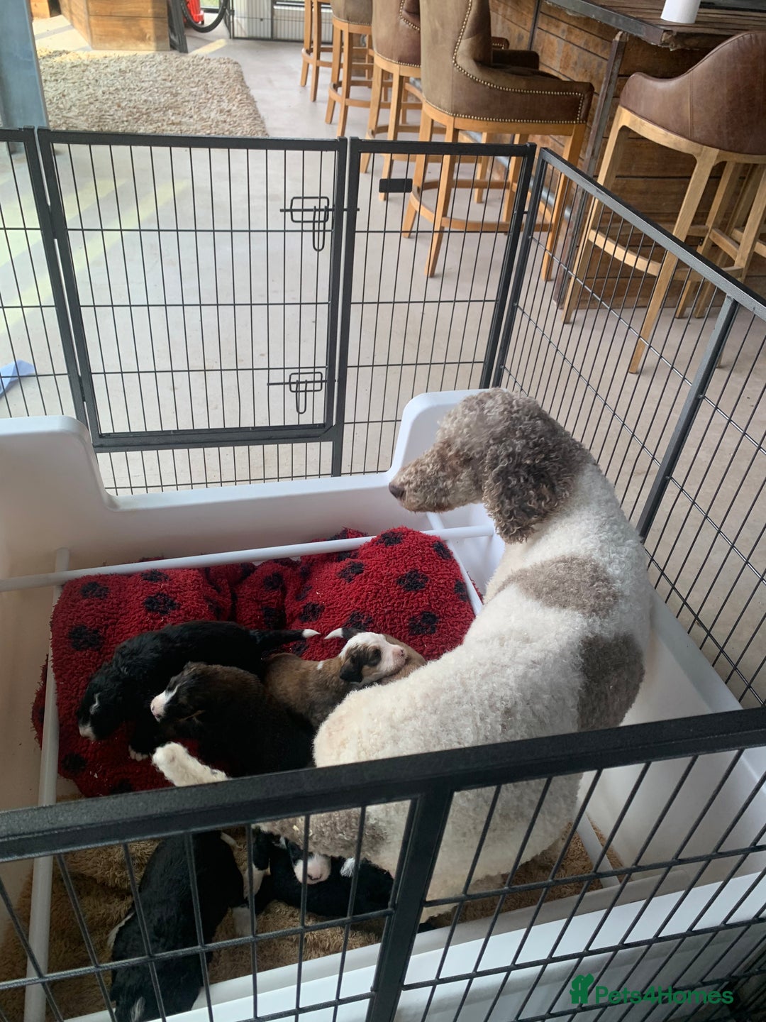 Bernedoodle dogs for sale: F1 Standard Bernedoodle Puppies LN8 - Image 3