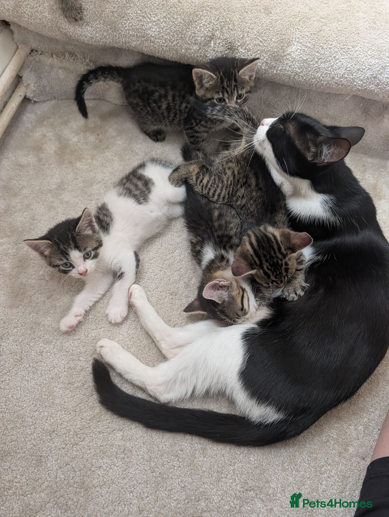 Mixed Breed cats Kittens Looking for Loving Homes  - Advert 2