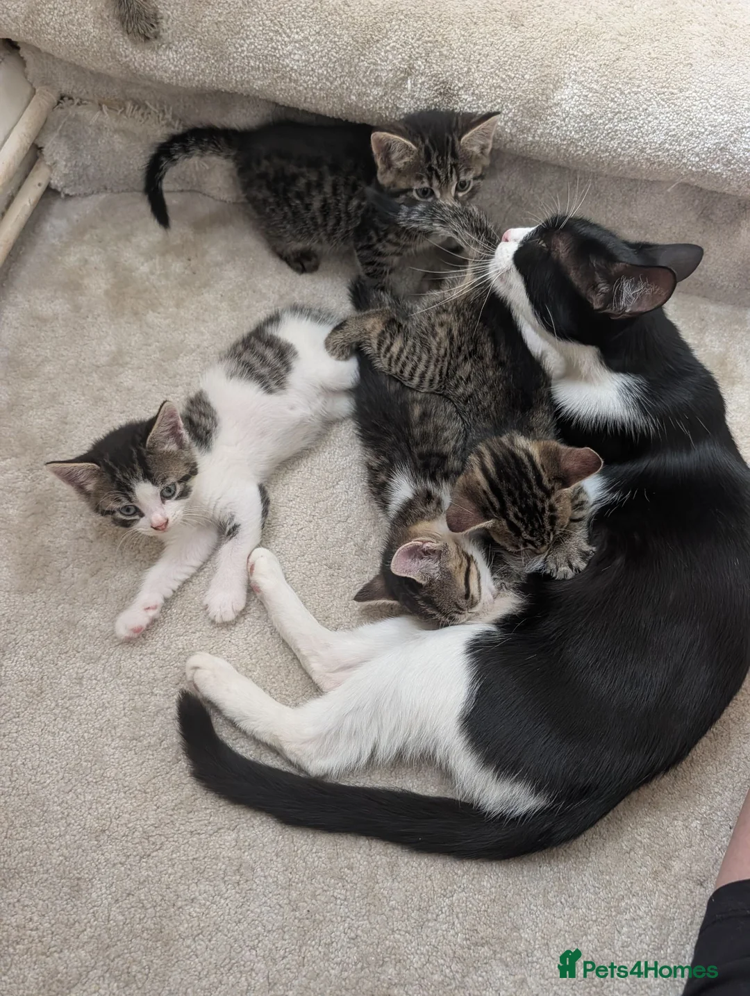 Mixed Breed cats for sale: Kittens Looking for Loving Homes  - Advert 1
