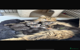Persian cats for sale: Beautiful persian chinchilla tabby kittens  - Image 1