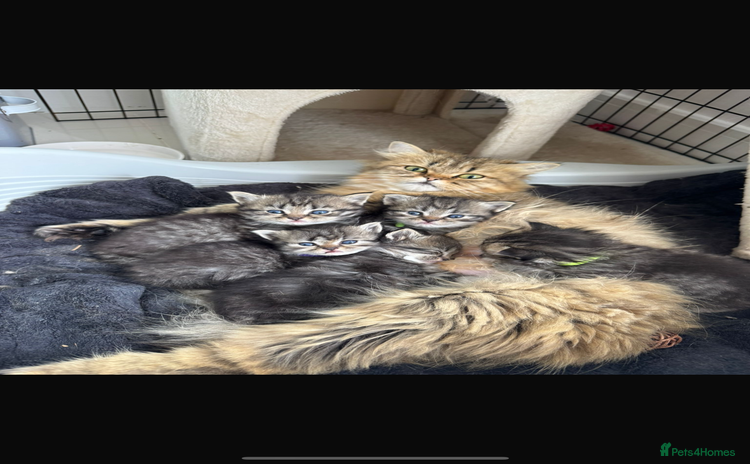 Persian cats - Advert 1