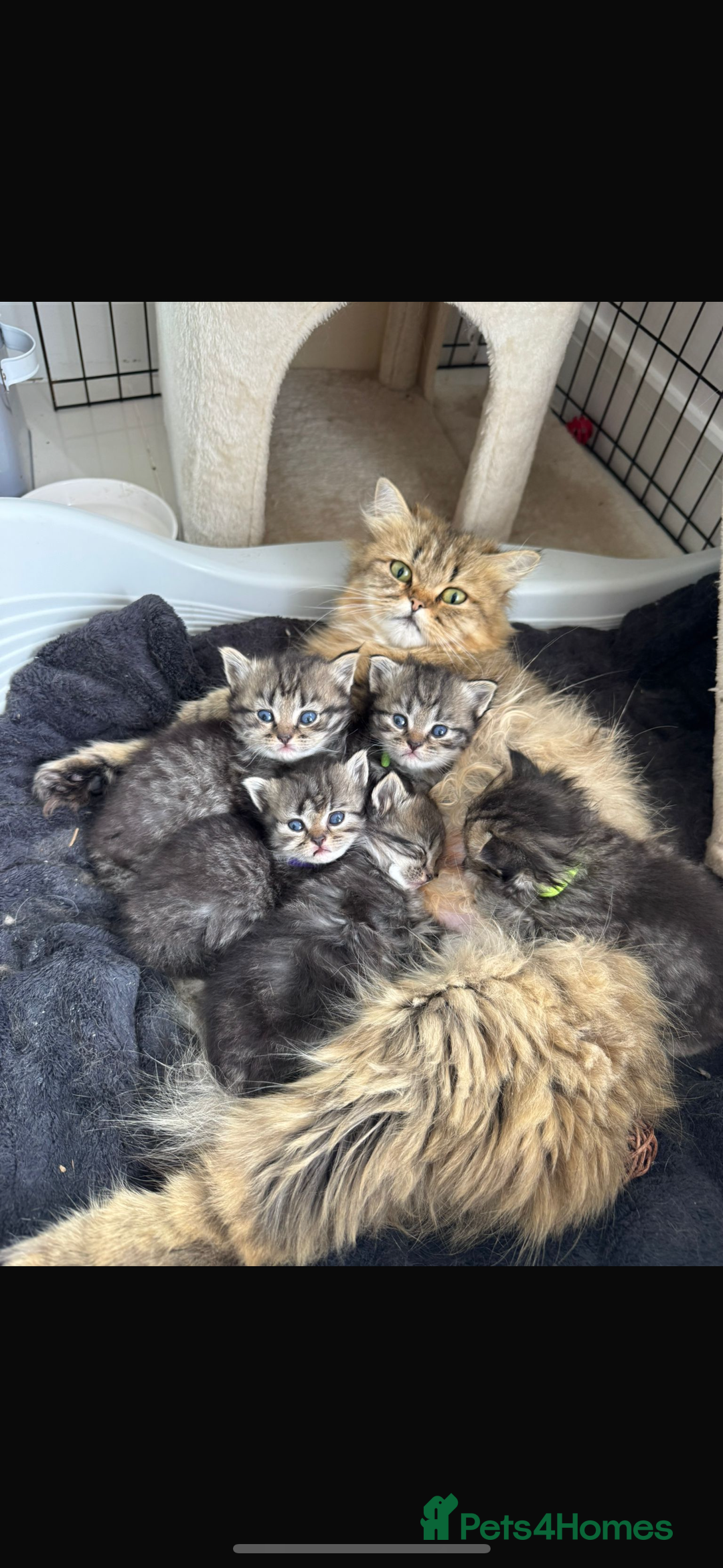 Persian cats for sale: Beautiful persian chinchilla tabby kittens  - Image 1